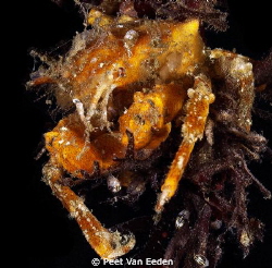 spider crab by Peet Van Eeden 